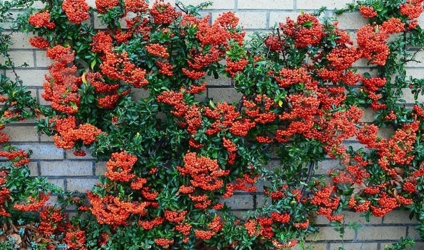 Растение Пироканта d15/h65 - фото 1 Растение Пироканта d15/h65 - фото 1