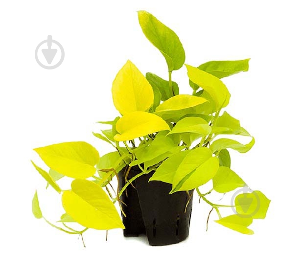 Растение Эпипремнум Голден d12/h20 - фото 1 Растение Эпипремнум Голден d12/h20 - фото 1