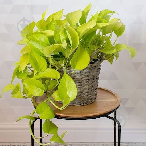 Растение Эпипремнум Голден d12/h20 - фото 3 Растение Эпипремнум Голден d12/h20 - фото 3