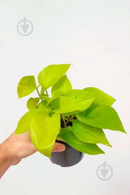 Растение Эпипремнум Голден d12/h20 - фото 2 Растение Эпипремнум Голден d12/h20 - фото 2