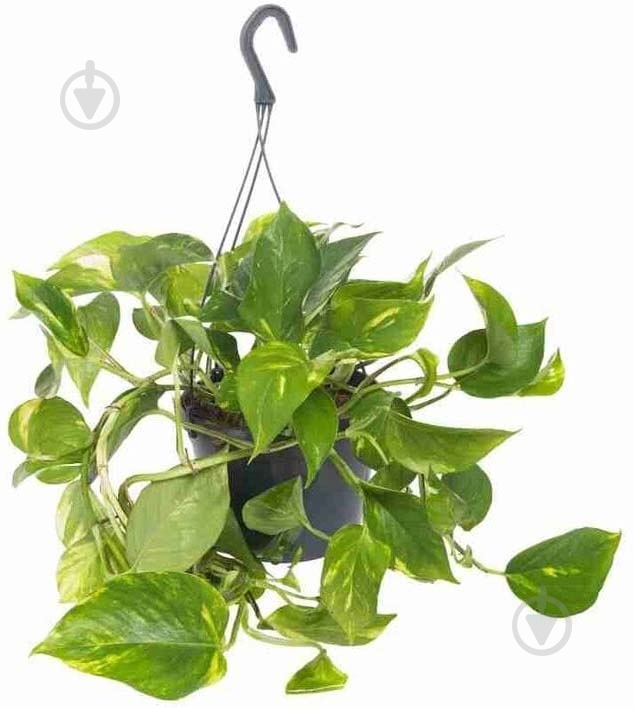 Растение Эпипремнум микс d15/h45 - фото 1 Растение Эпипремнум микс d15/h45 - фото 1