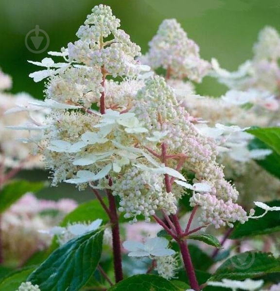 Растение Гортензия/Hydrangea paniculata Early Harry С3, H 40-60 - фото 1