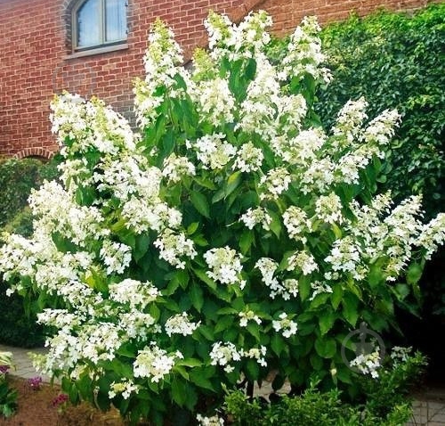 Растение Гортензия/Hydrangea paniculata Levana С3, H 40-60 - фото 3 Растение Гортензия/Hydrangea paniculata Levana С3, H 40-60 - фото 3