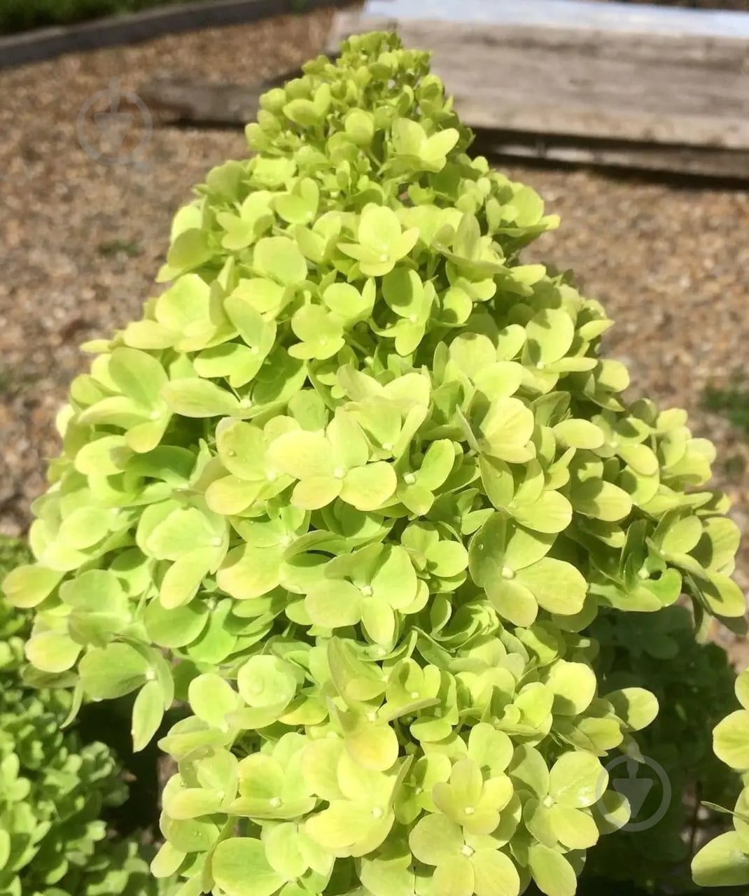 Растение Гортензия/Hydrangea paniculata Mojito С3, H 40-60 - фото 1