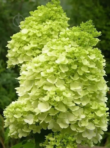 Растение Гортензия/Hydrangea paniculata Mojito С3, H 40-60 - фото 2
