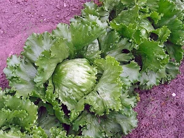 Семена SeedEra салат Айсберг 1 г (4823073712535) - фото 2