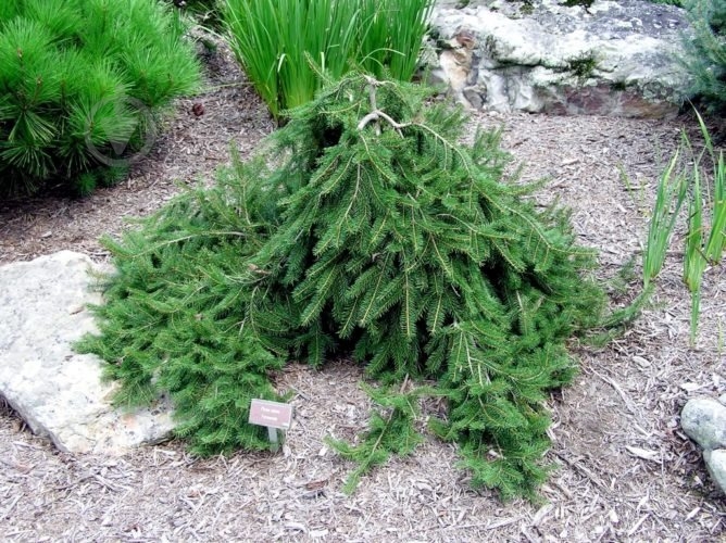 Рослина Ялина/ Picea abies Formanek С5, D 20-30 - фото 2 Рослина Ялина/ Picea abies Formanek С5, D 20-30 - фото 2