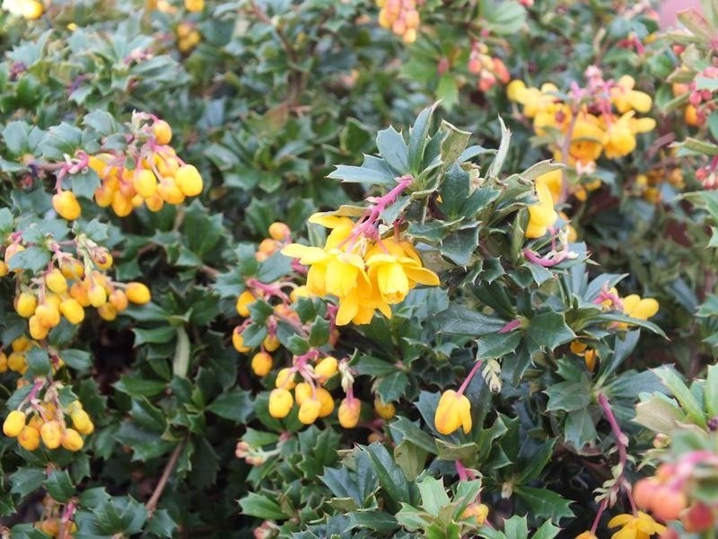 Рослина Барбарис Дарвіна Компакта/Berberis darwinii 'Compacta' С2 - фото 1
