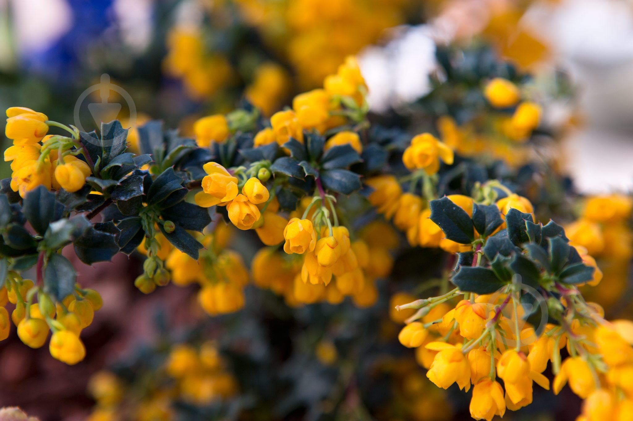 Рослина Барбарис Дарвіна Компакта/Berberis darwinii 'Compacta' С2 - фото 2