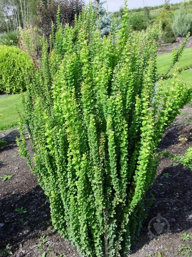 Растение Барбарис тунберга Эректа/Berberis thunb. 'Erecta' С2 - фото 1