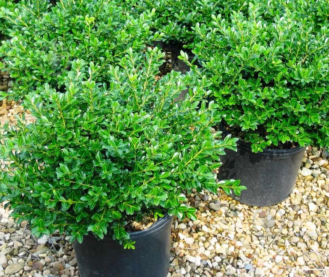 Рослина Падуб городчатий/Ilex crenata 'Samurai' С3 / Н20-30 - фото 1