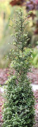 Рослина Падуб городчатий/Ilex crenata 'Samurai' С3 / Н20-30 - фото 2