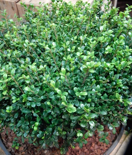 Рослина Падуб городчатий/Ilex crenata 'Samurai' С3 / Н20-30 - фото 3