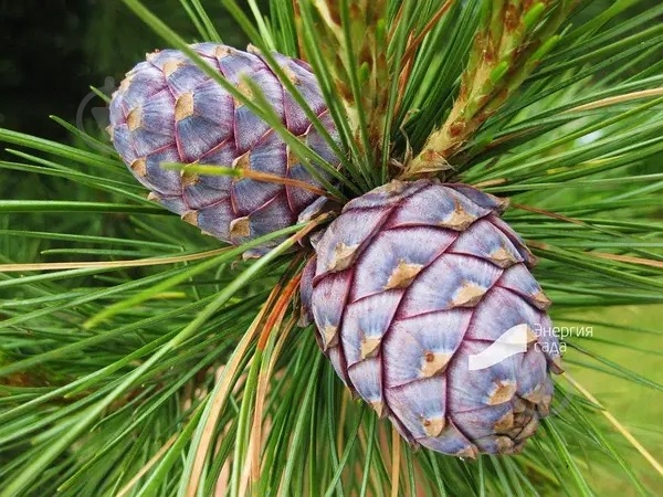 Рослина Сосна кедрова / Pinus cembra С2 /Н 5-10 - фото 2