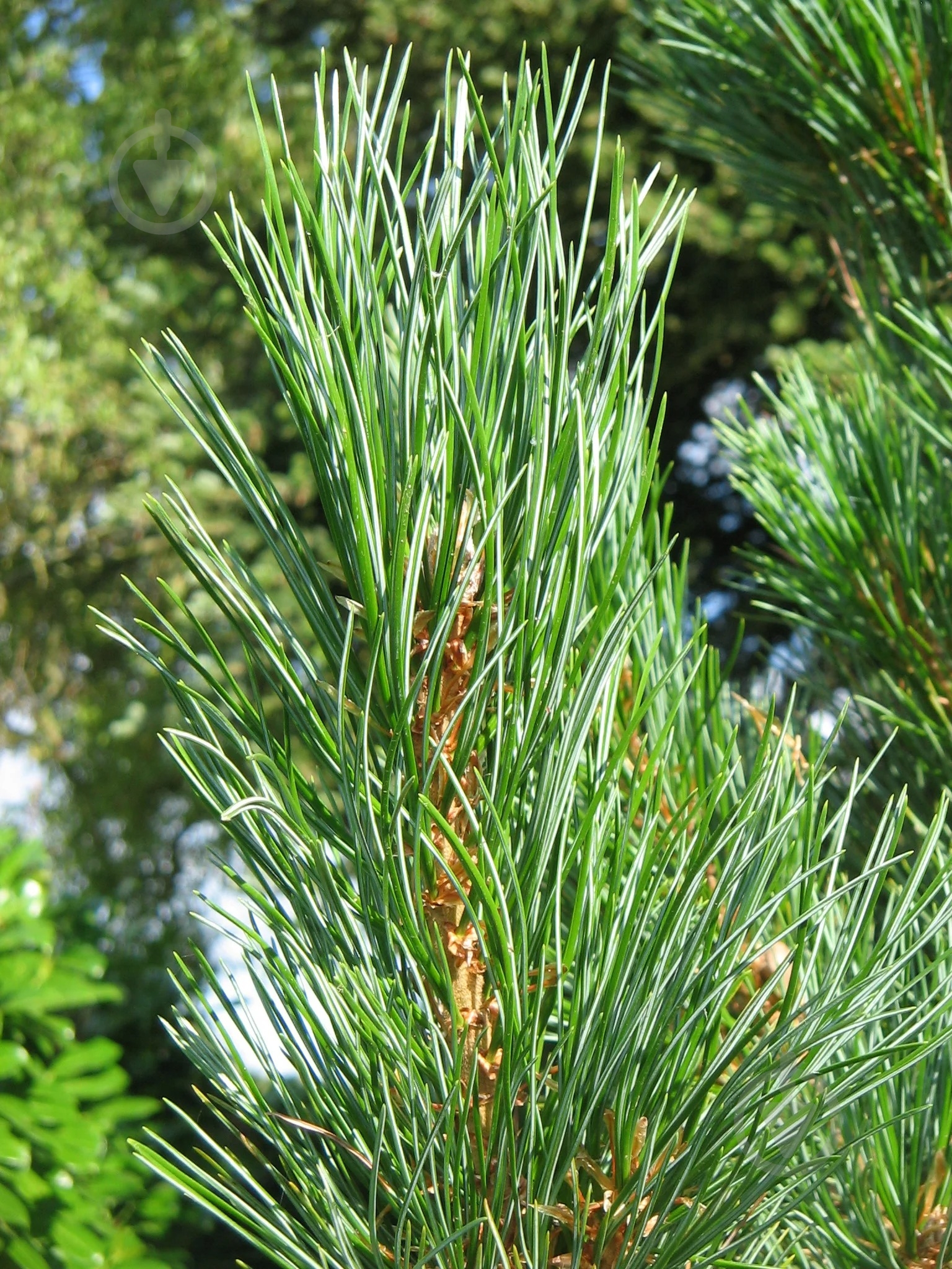 Рослина Сосна кедрова / Pinus cembra С2 /Н 5-10 - фото 3