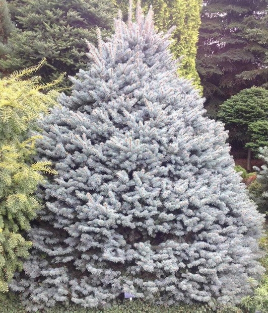 Рослина Ялина колюча / Picea pungens Glauca Compacta, C12 - фото 1