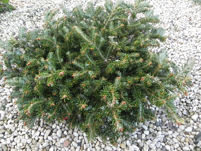 Растение Пихта Фрасера / Abies fraseri Ford, С15 - фото 1