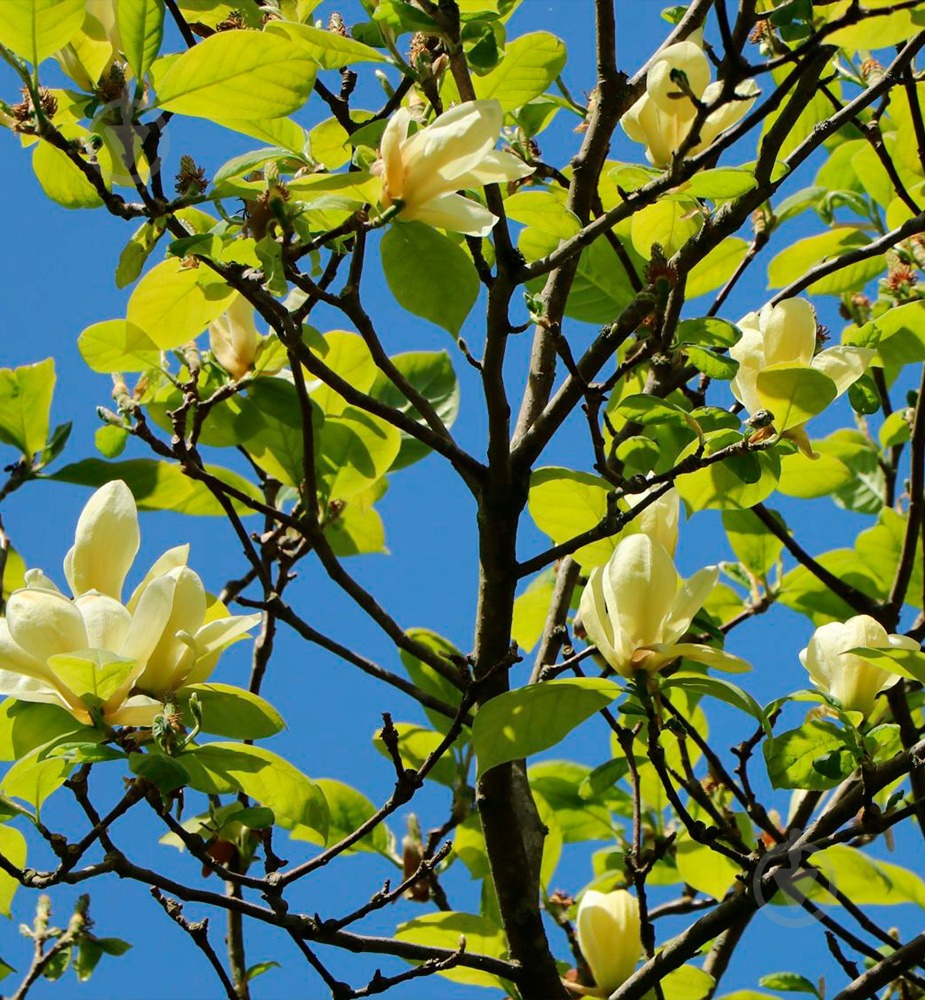 Рослина Магнолія / Magnolia Yellow Lantern, С15 - фото 1