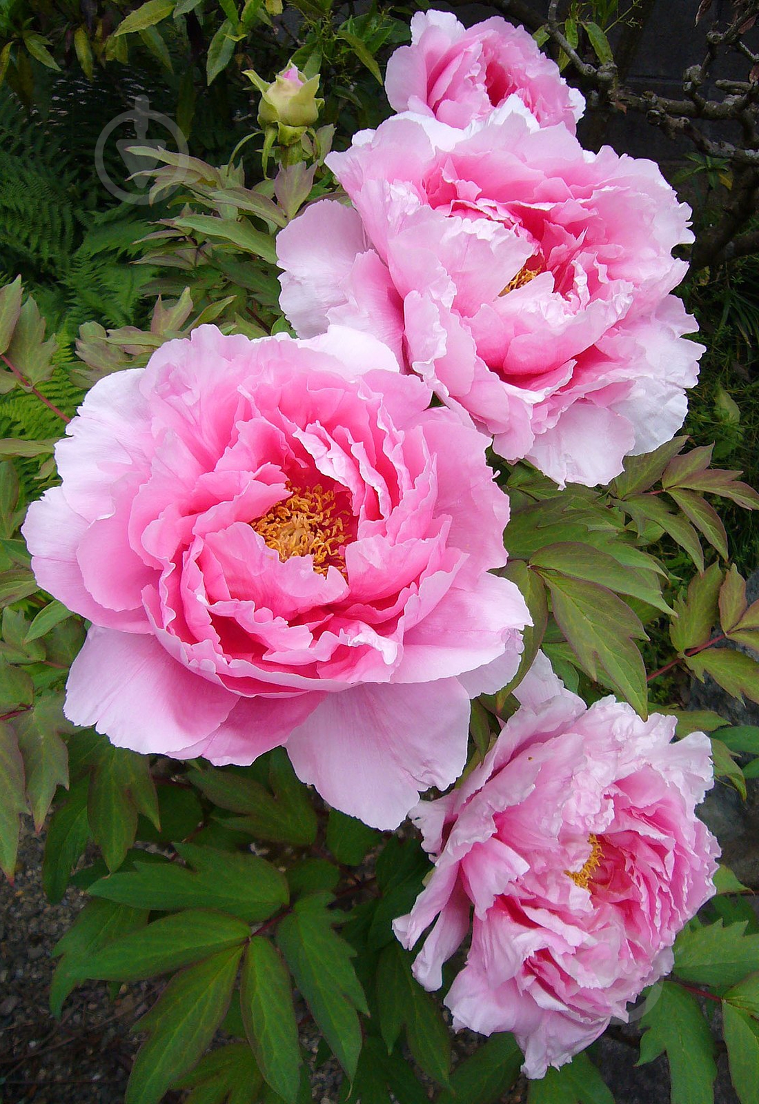 Растение Деревовидный пион / Paeonia, С5 - фото 1