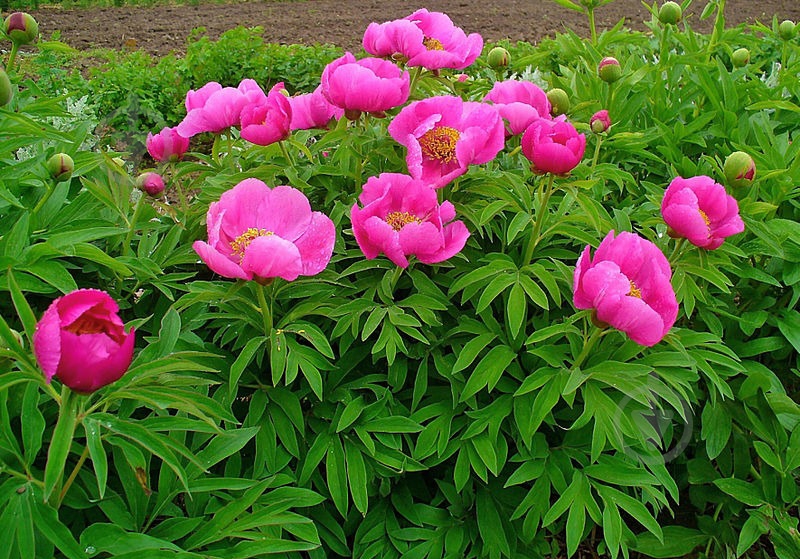 Растение Деревовидный пион / Paeonia, С5 - фото 2