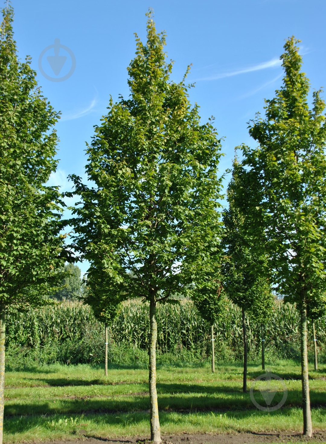 Рослина Граб / Cаrpinus, С20 Pa 180-200 - фото 1 Рослина Граб / Cаrpinus, С20 Pa 180-200 - фото 1