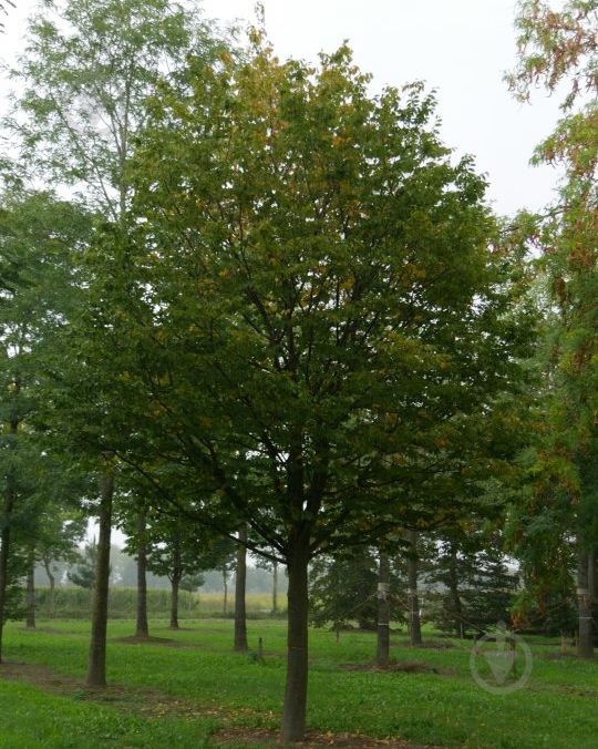 Рослина Граб / Cаrpinus, С20 Pa 180-200 - фото 2 Рослина Граб / Cаrpinus, С20 Pa 180-200 - фото 2