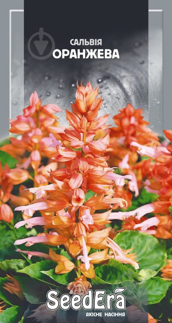 Семена Seedera сальвия Сплендес 0,2 г - фото 1 Семена Seedera сальвия Сплендес 0,2 г - фото 1