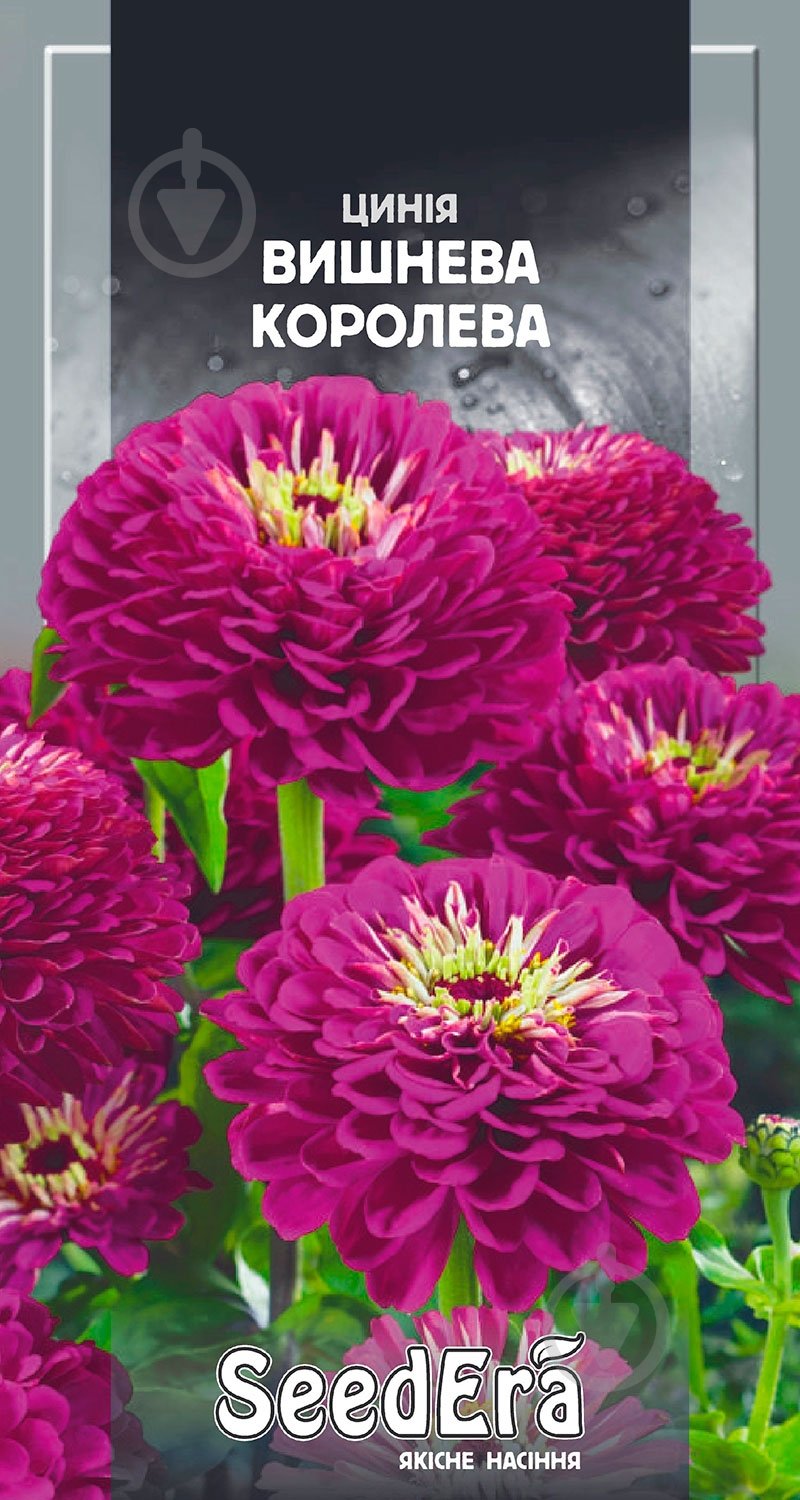 Семена Seedera цинния элегантная Вишневая королева 0,5 г - фото 1