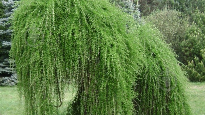 Рослина Модрина європейська / Larix decidua Pendula, С20 Ра - фото 1 Рослина Модрина європейська / Larix decidua Pendula, С20 Ра - фото 1