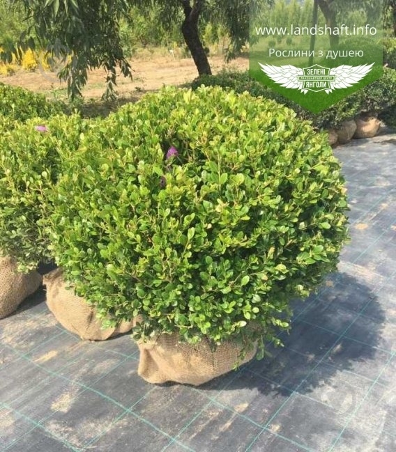 Растение Самшит вариагатный / Buxus sempervirens, С5 - фото 1