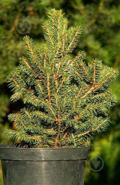 Ель обыкновенная / Picea abies Four Winds, С20 - фото 1 Ель обыкновенная / Picea abies Four Winds, С20 - фото 1