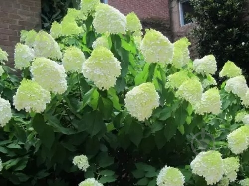 Растение Гортензия / Hydrangea paniculata Limelight, С12 Pa - фото 4