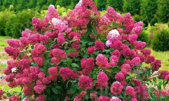 Растение Гортензия / Hydrangea paniculata Wims Red, С12 Pa - фото 3 Растение Гортензия / Hydrangea paniculata Wims Red, С12 Pa - фото 3