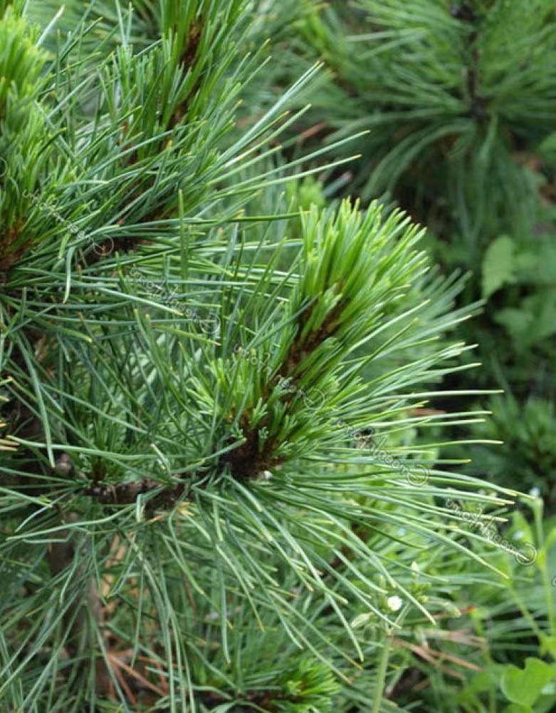 Рослина Сосна кедрова / Pinus cembra С25 - фото 4 Рослина Сосна кедрова / Pinus cembra С25 - фото 4