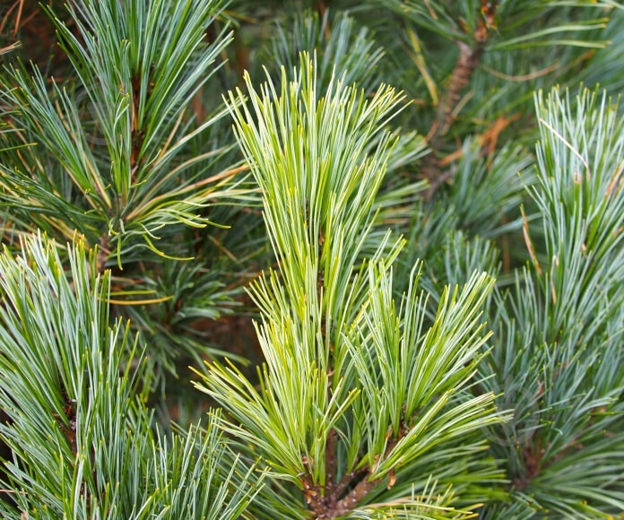 Рослина Сосна кедрова / Pinus cembra С25 - фото 3 Рослина Сосна кедрова / Pinus cembra С25 - фото 3