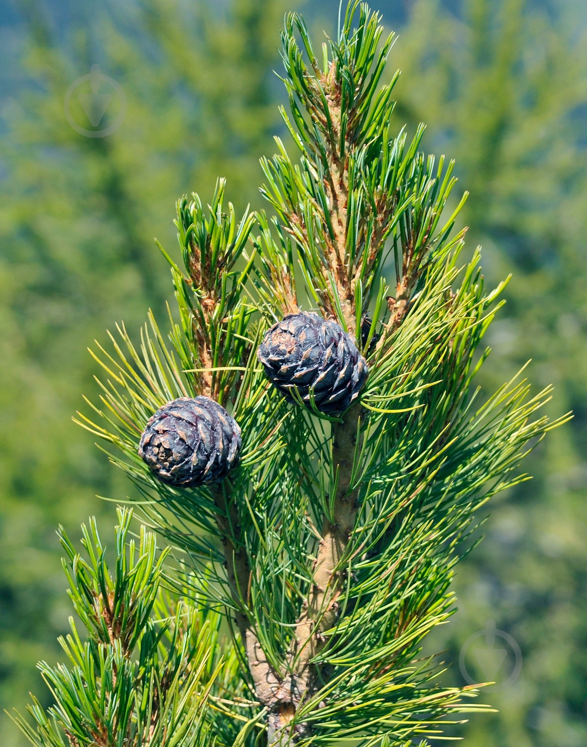 Рослина Сосна кедрова / Pinus cembra С25 - фото 1 Рослина Сосна кедрова / Pinus cembra С25 - фото 1