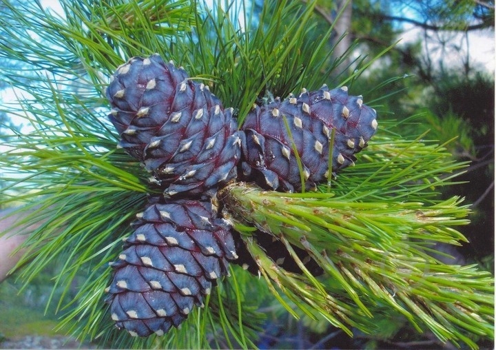 Рослина Сосна кедрова / Pinus cembra С25 - фото 2 Рослина Сосна кедрова / Pinus cembra С25 - фото 2