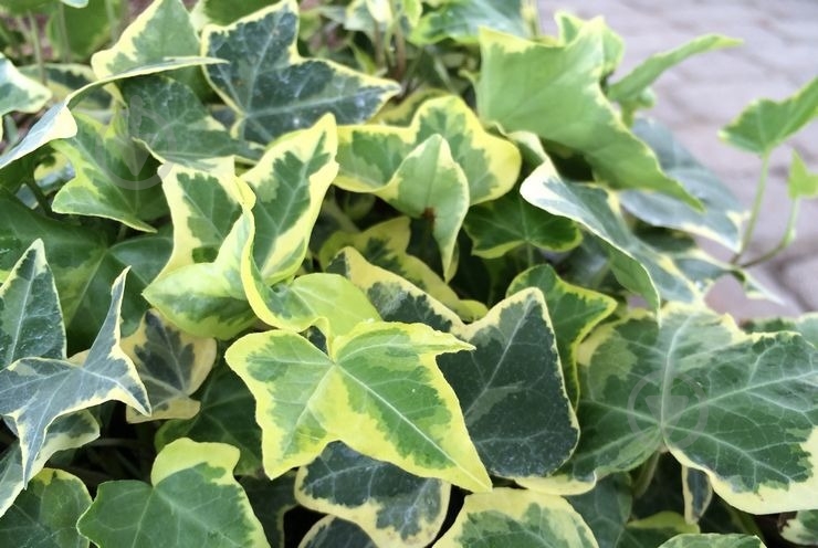 Рослина Плющ / Hedera C3 - фото 1