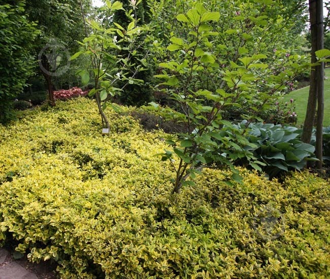 Растение Бересклет / Euonymus fort.Emerald`n Gold Р14 - фото 3