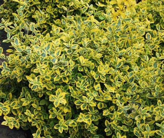 Растение Бересклет / Euonymus fort.Emerald`n Gold Р14 - фото 1