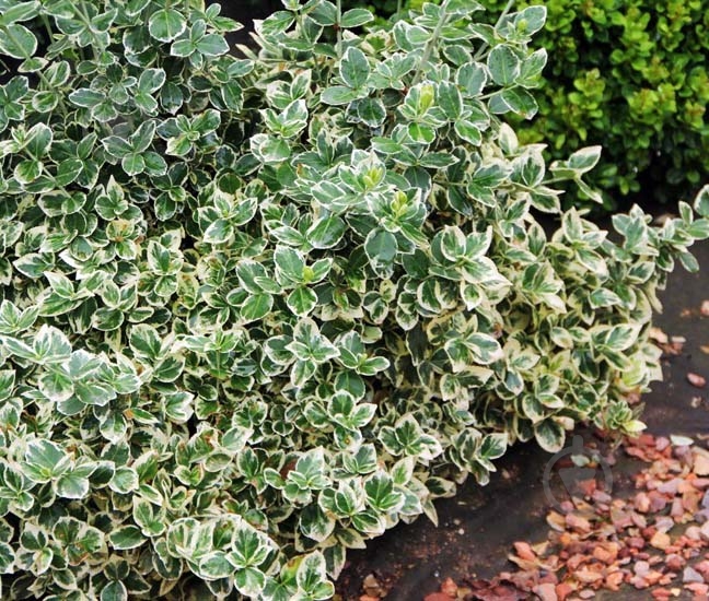 Рослина Бересклет / Euonymus fort.Emerald Gaiety Р14 - фото 3 Рослина Бересклет / Euonymus fort.Emerald Gaiety Р14 - фото 3