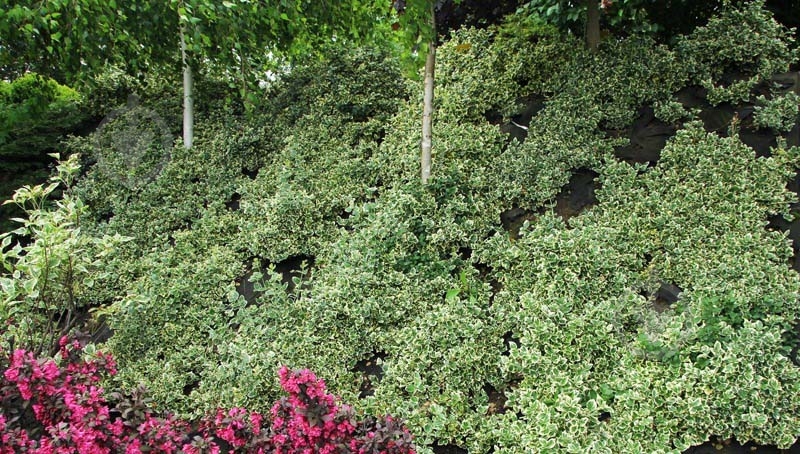 Рослина Бересклет / Euonymus fort.Emerald Gaiety Р14 - фото 4 Рослина Бересклет / Euonymus fort.Emerald Gaiety Р14 - фото 4