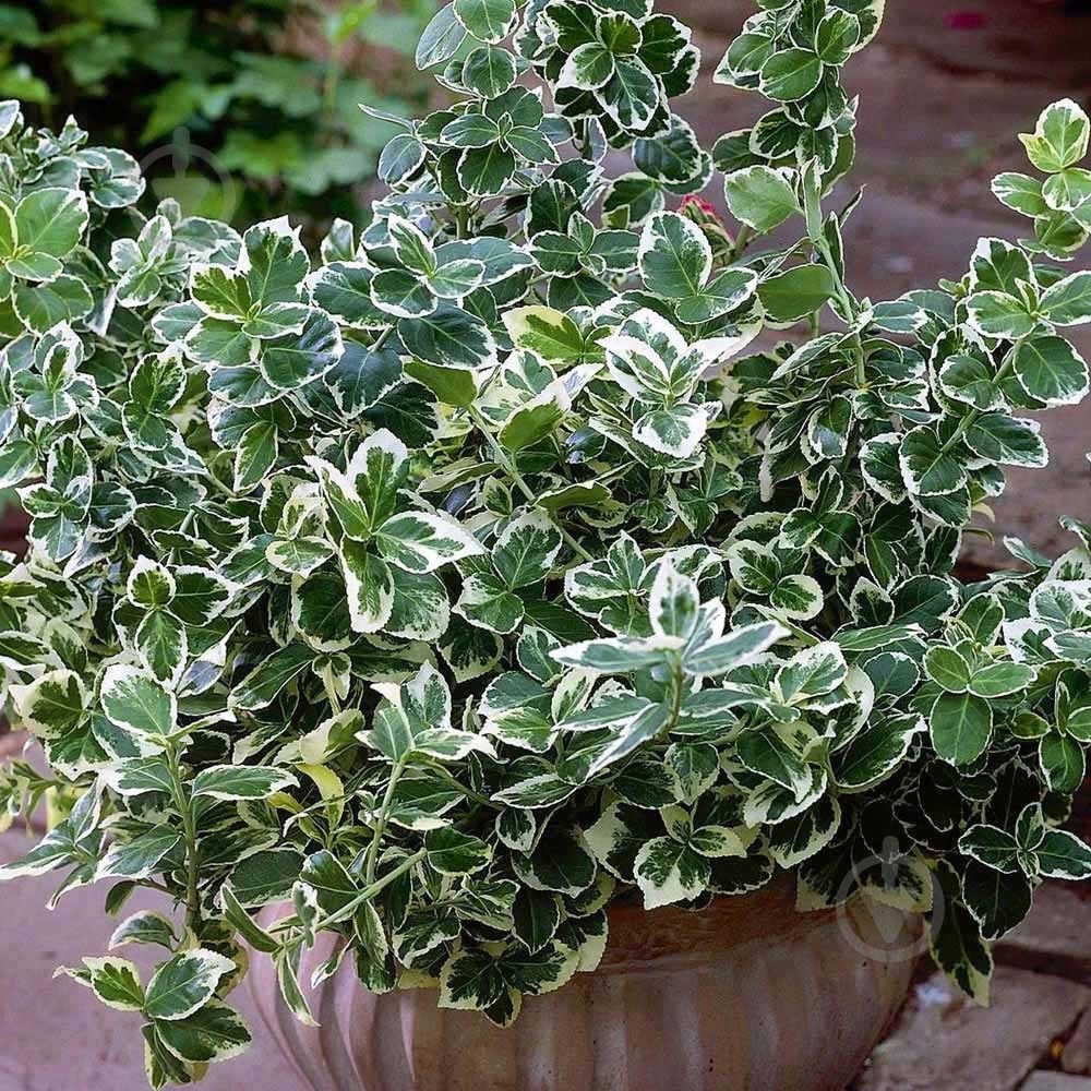 Рослина Бересклет / Euonymus fort.Emerald Gaiety Р14 - фото 1 Рослина Бересклет / Euonymus fort.Emerald Gaiety Р14 - фото 1
