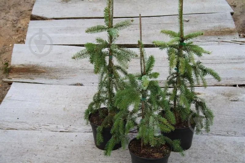 Ель сербська / Picea omorika Pendula С60 H200 - фото 1