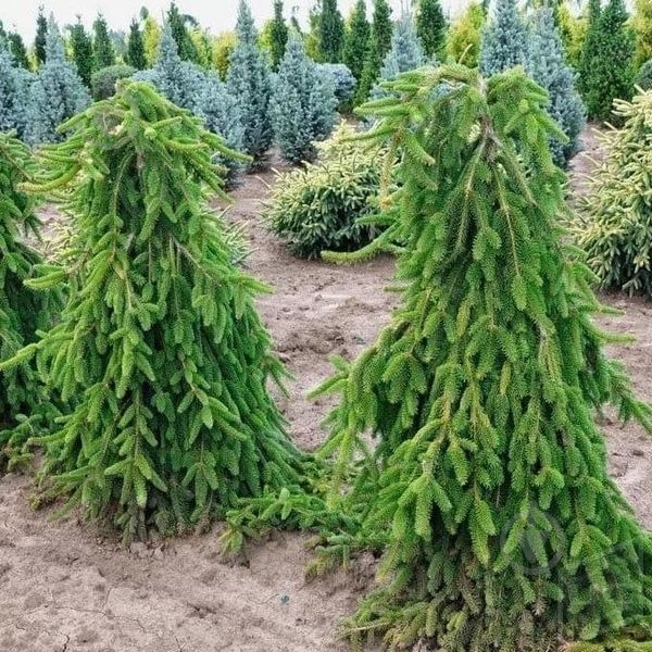 Ель сербська / Picea omorika Pendula С60 H200 - фото 5