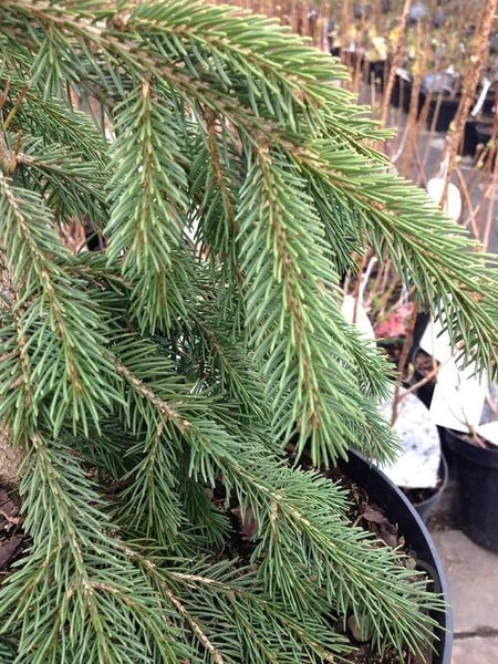 Ель сербська / Picea omorika Pendula С60 H200 - фото 3