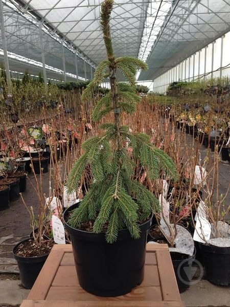 Ель сербська / Picea omorika Pendula С60 H200 - фото 2