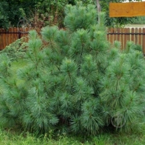 Растение Сосна веймутова / Pinus strobus Radiata, C15 - фото 1 Растение Сосна веймутова / Pinus strobus Radiata, C15 - фото 1