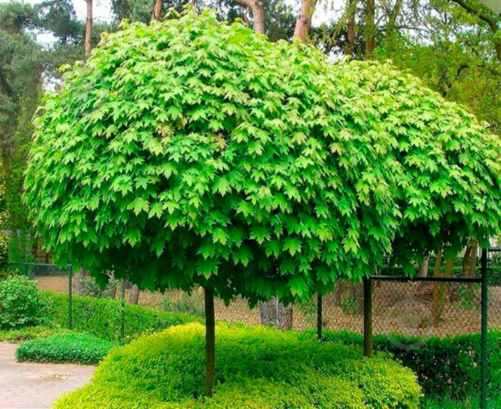 Растение Клен остролистный/Acer platanoides Globosum, С35 Pa - фото 1