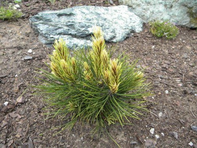 Растение Сосна белокорая / Pinus leucodermis White Cloud, С15 - фото 1 Растение Сосна белокорая / Pinus leucodermis White Cloud, С15 - фото 1